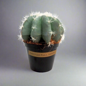 Cactus Full Moon decorative home ornament