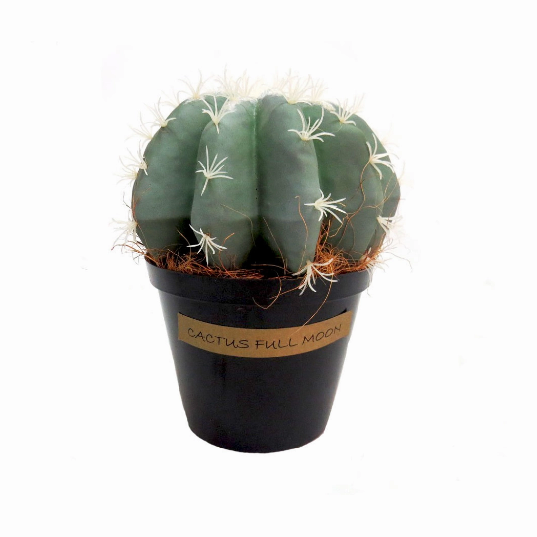 Cactus Full Moon