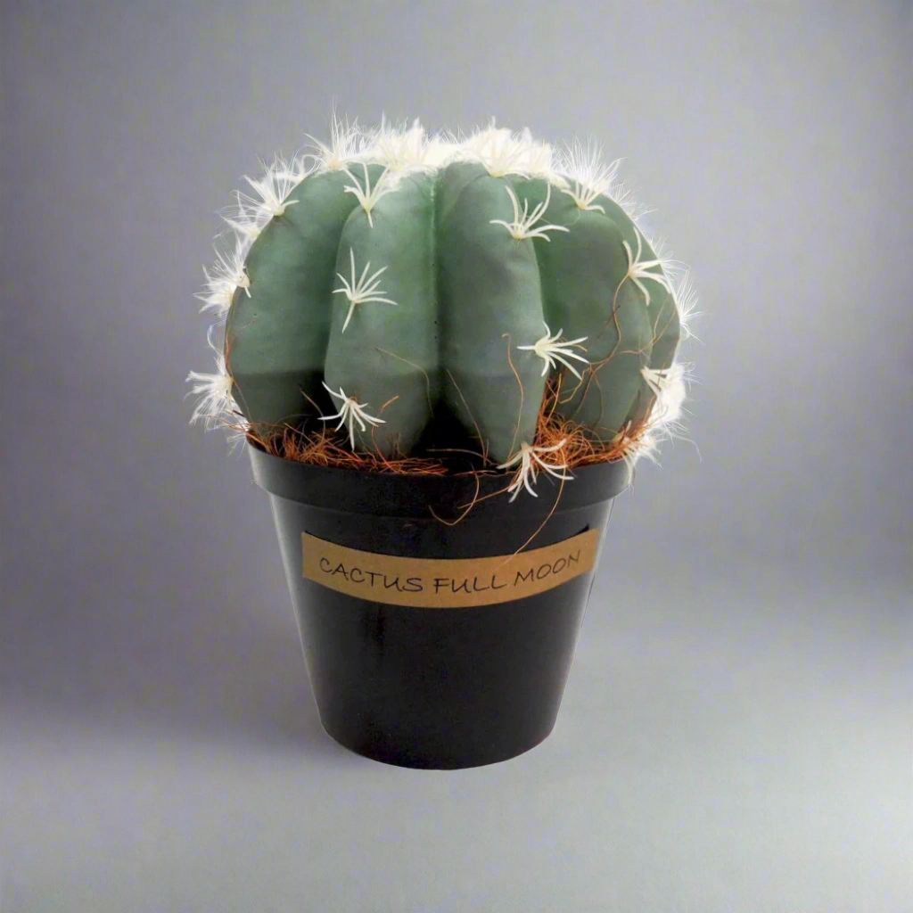 Cactus Full Moon decorative home ornament
