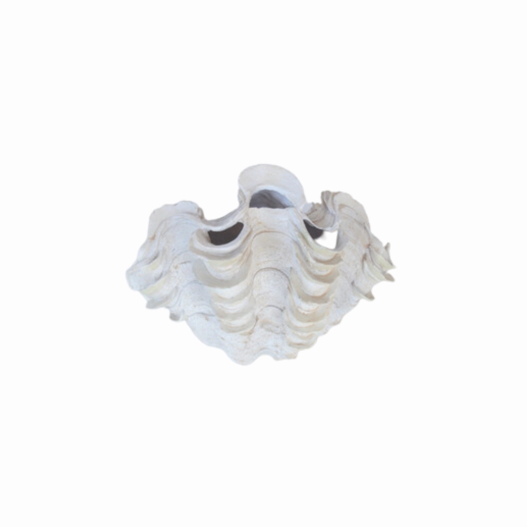 Clam shell 20x31cm