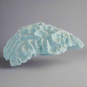 Coral brain blue x large decorative home ornament