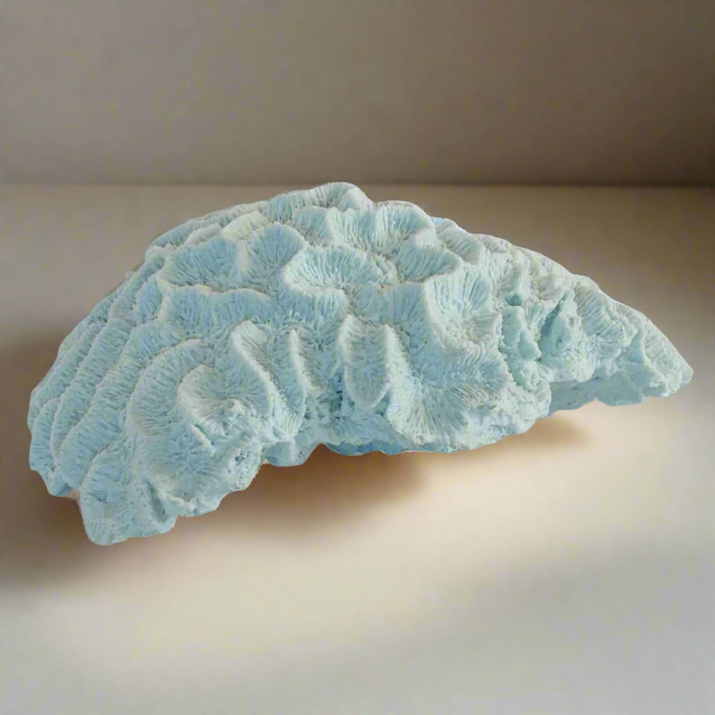 Coral brain blue x large