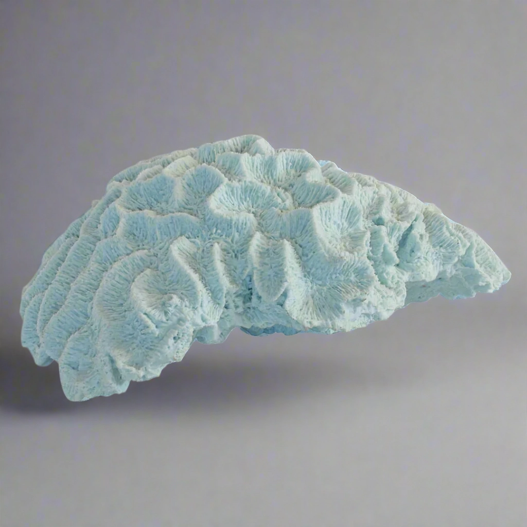Coral brain blue x large decorative home ornament