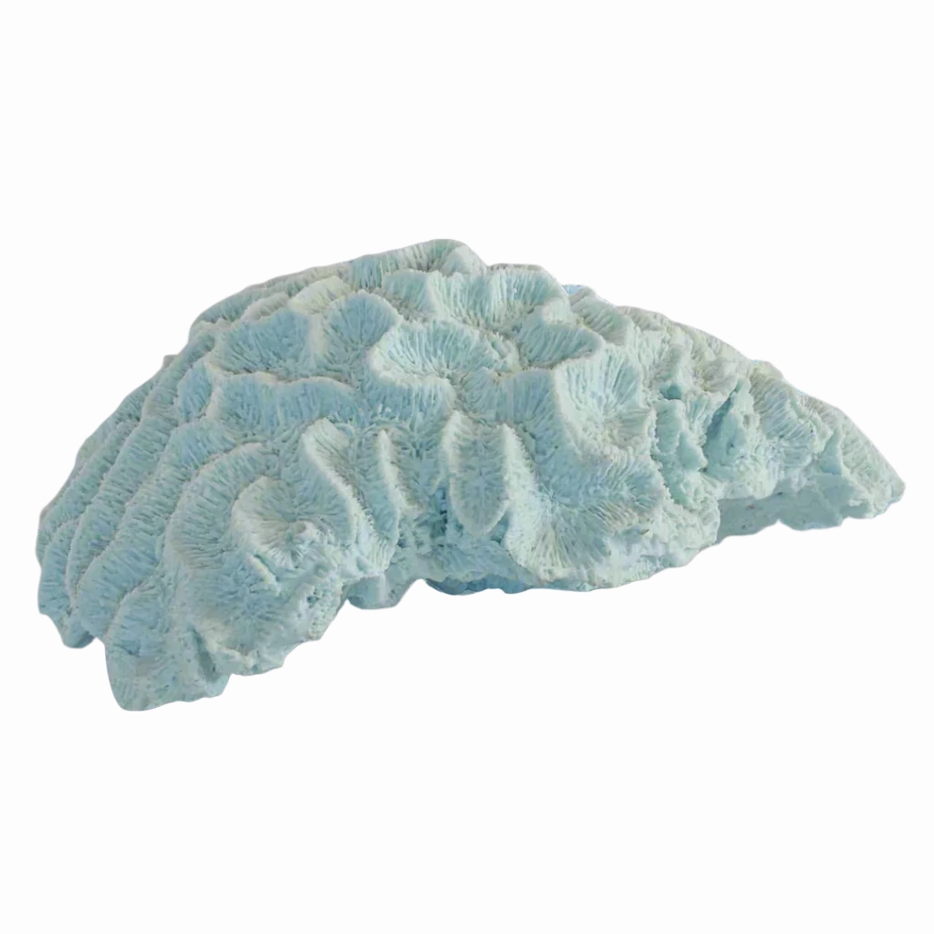 Coral brain blue x large