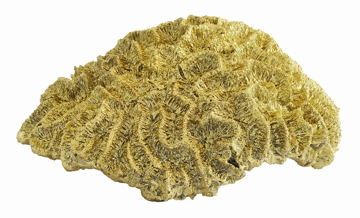Coral Brain Large Gold