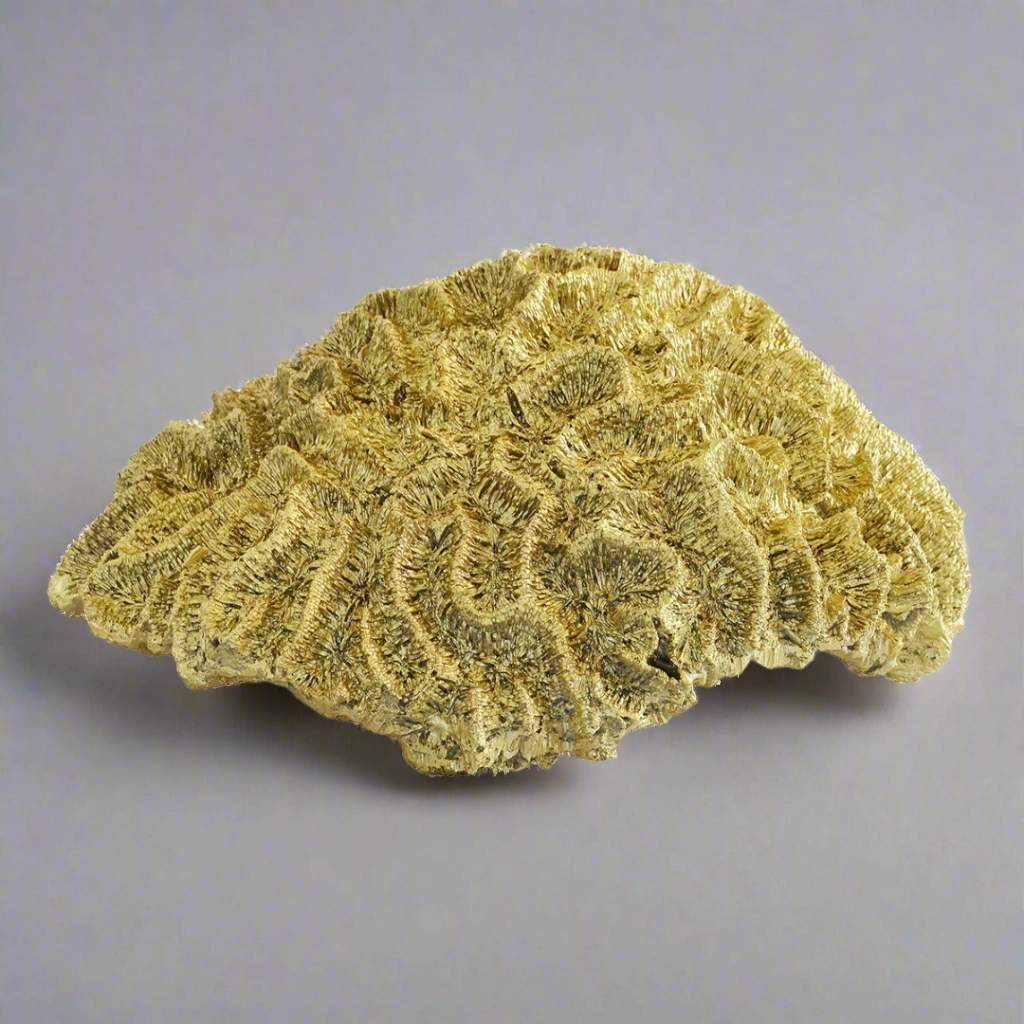 Coral Brain Large Gold decorative home ornament