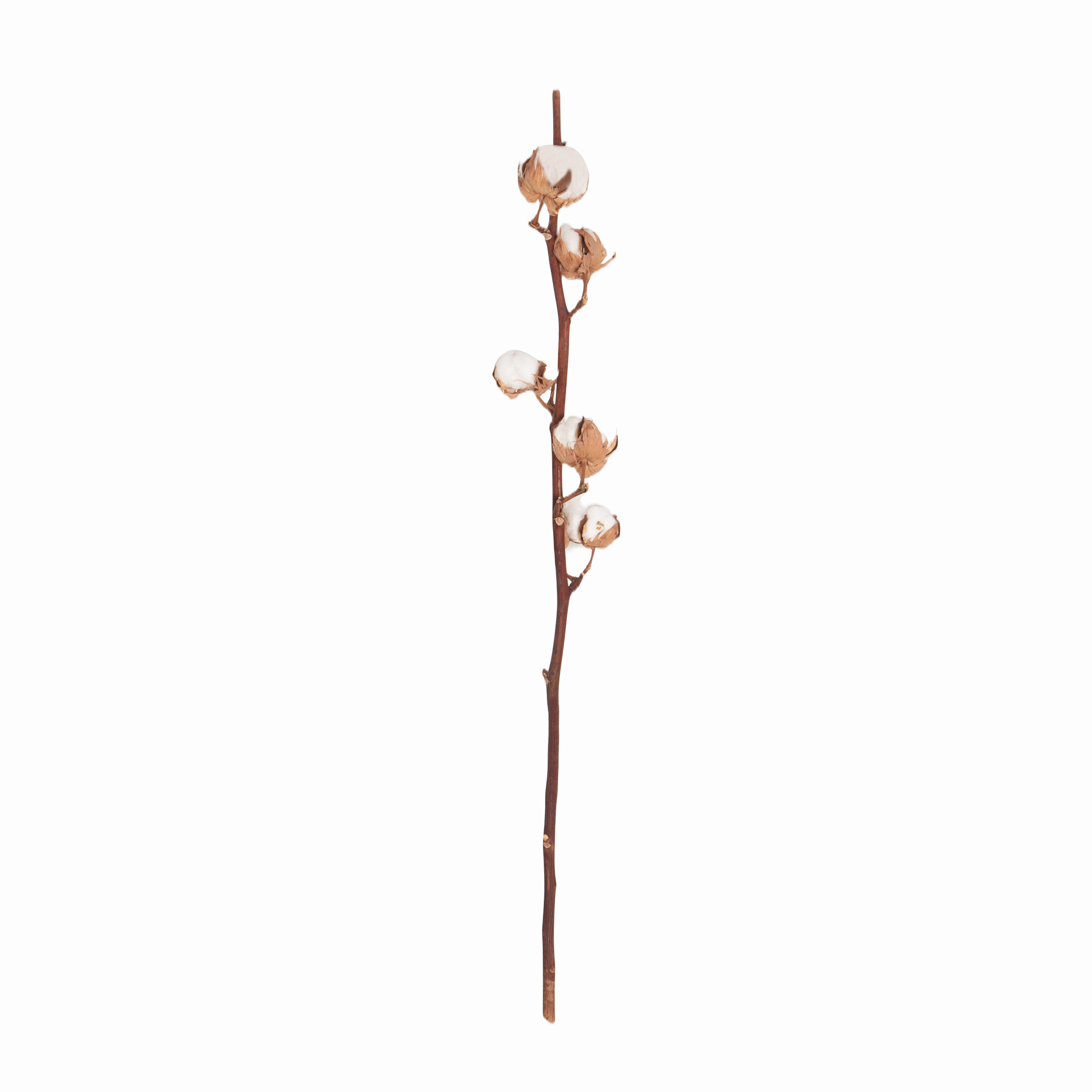 Cotton Stem creative interior decor