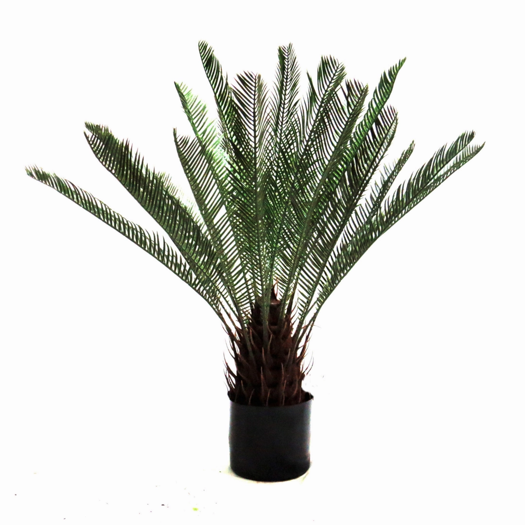 Cycad