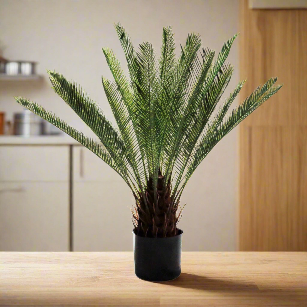 Cycad