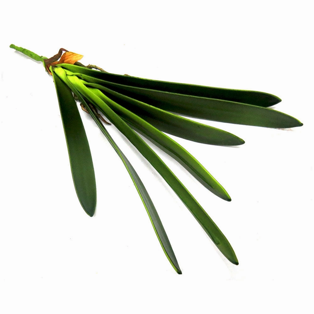 Cymbidium Leaf