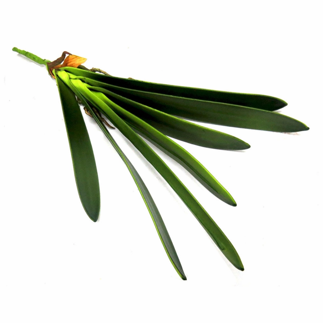 Cymbidium Leaf