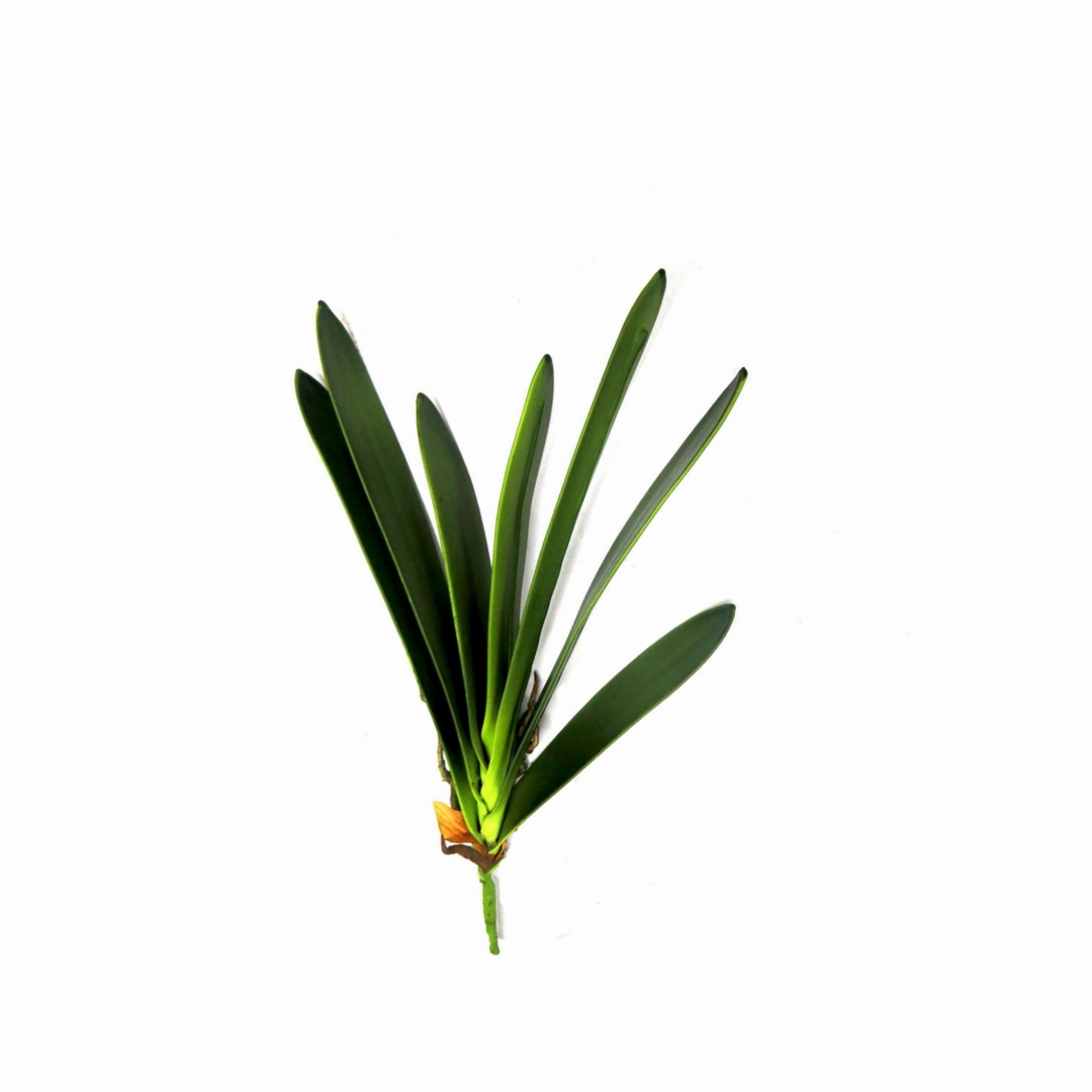 Cymbidium Leaf