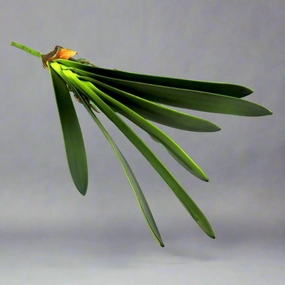 Cymbidium Leaf decorative home ornament