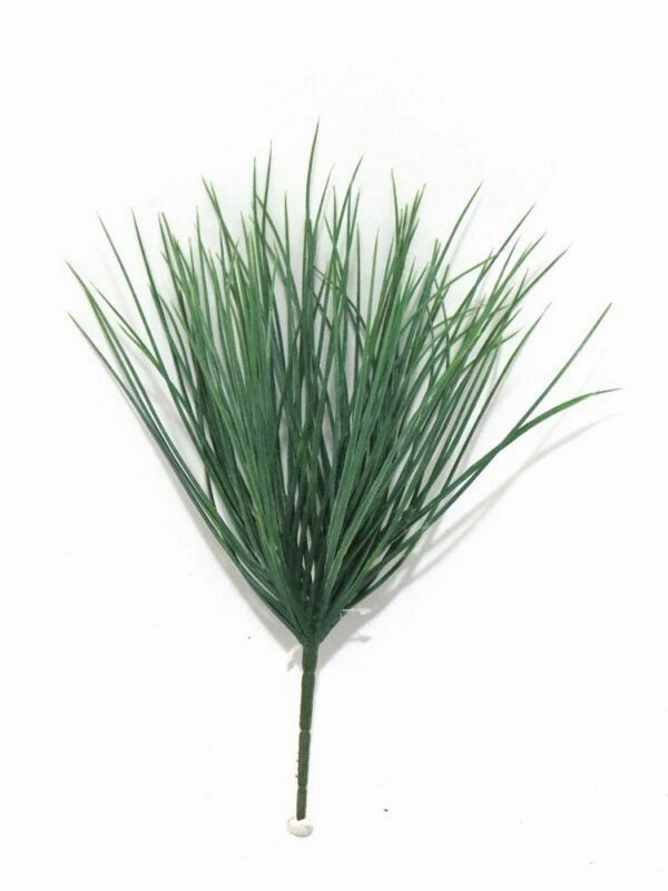 Dassiebush