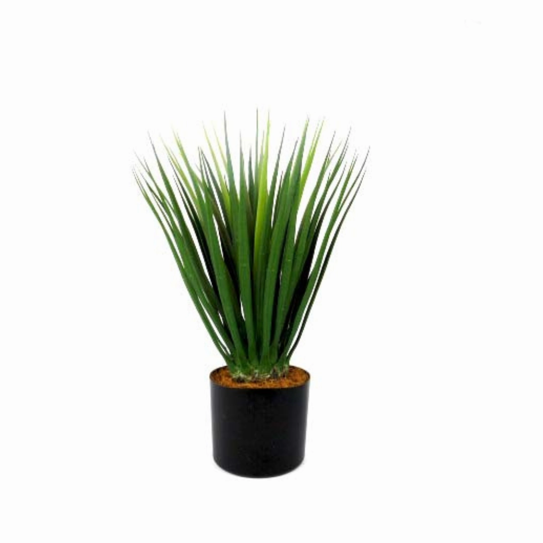 Dracaena