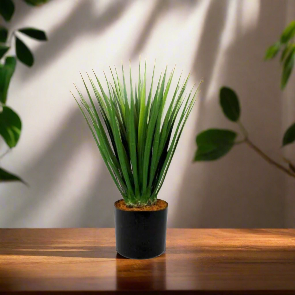Dracaena