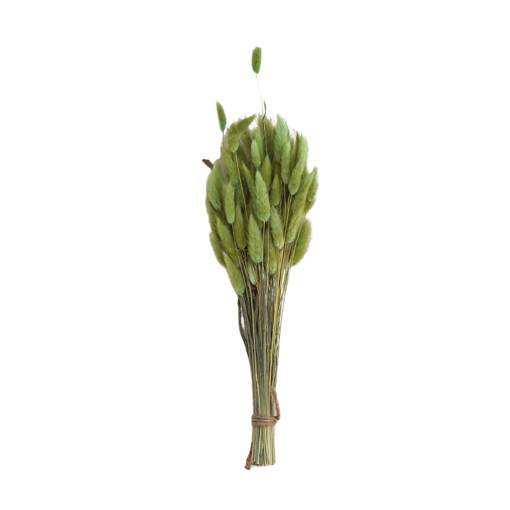 Dried Bunny Tail Grass Bunch minimalist art object  