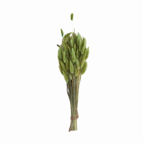 Dried Bunny Tail Grass Bunch minimalist art object  