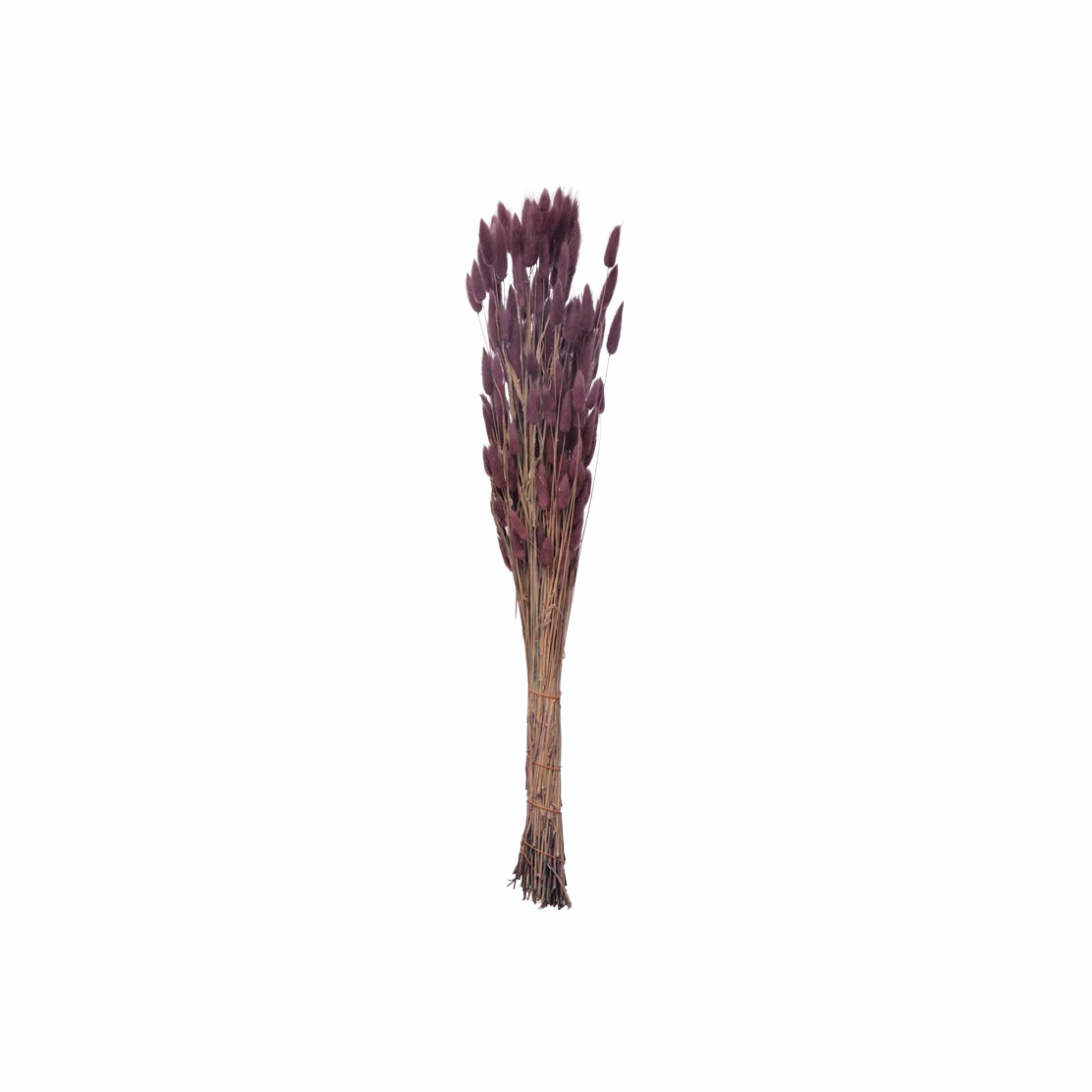 Dried Natural Bunny Tail Bunch