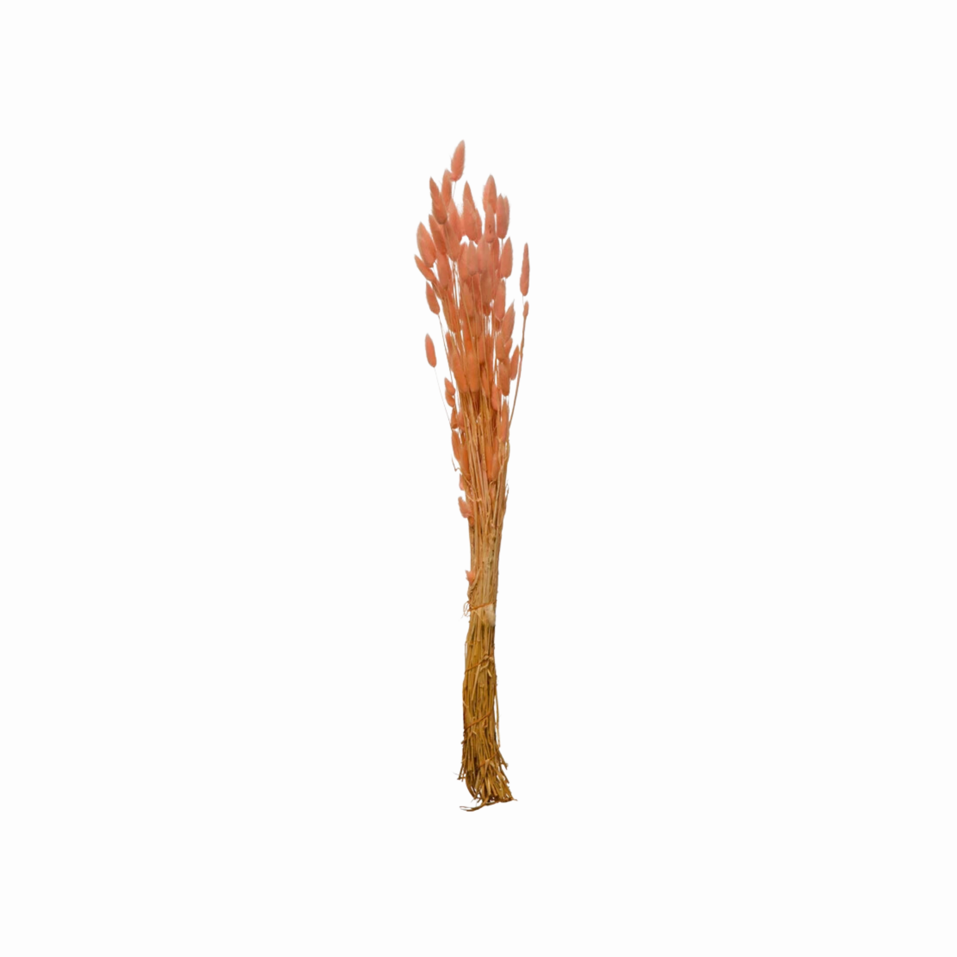 Dried Natural Bunny Tail Bunch