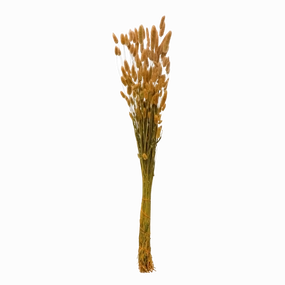 Dried Natural Bunny Tail Bunch minimalist art object  