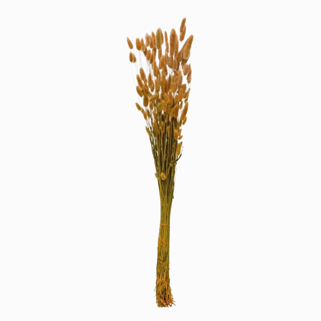 Dried Natural Bunny Tail Bunch minimalist art object  