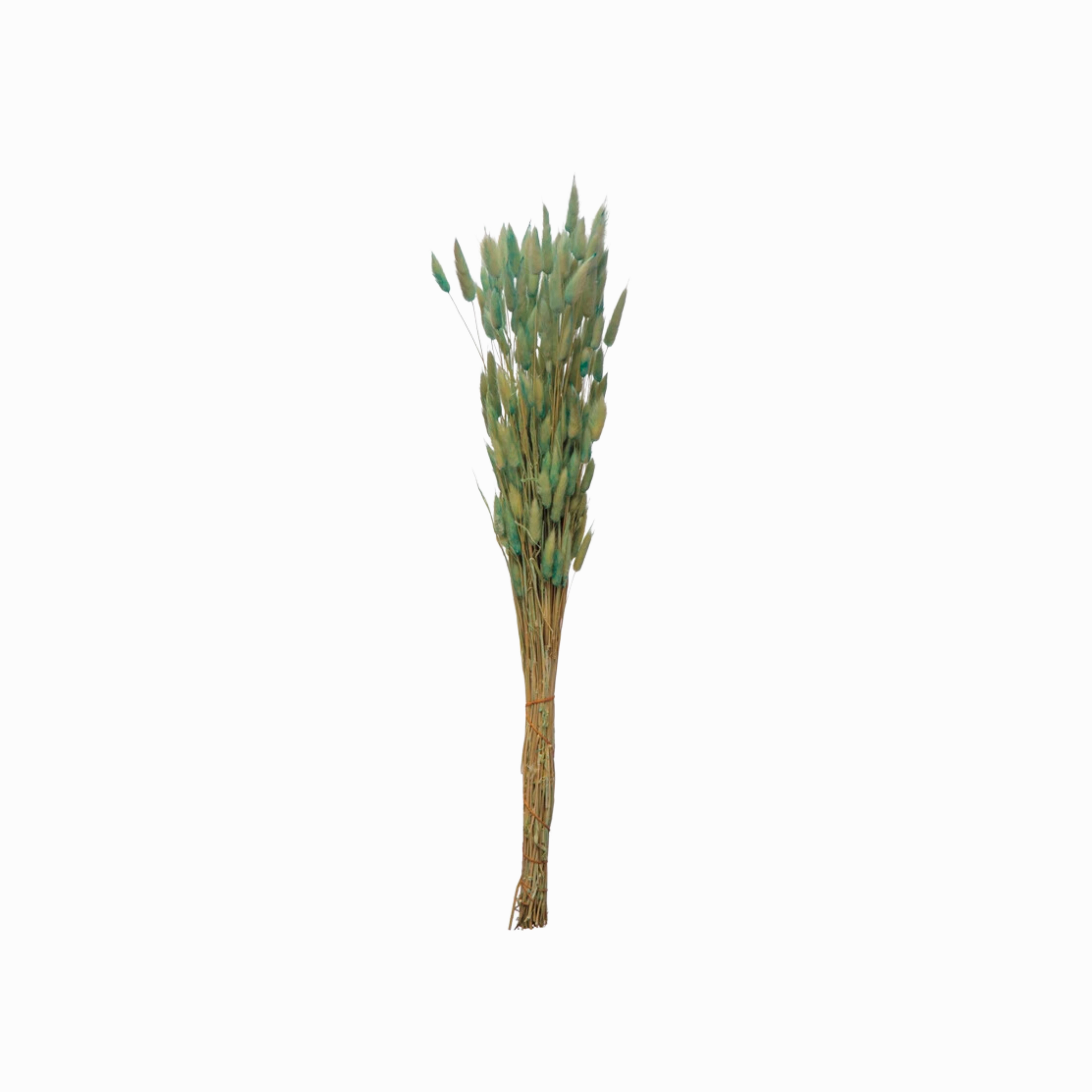 Dried Natural Bunny Tail Bunch