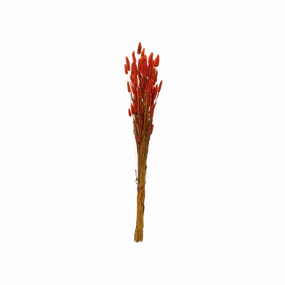 Dried Natural Bunny Tail Bunch minimalist art object  
