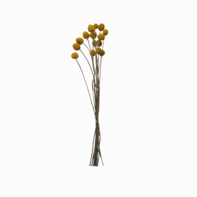 Dried Natural Craspedia Bunch minimalist art object  