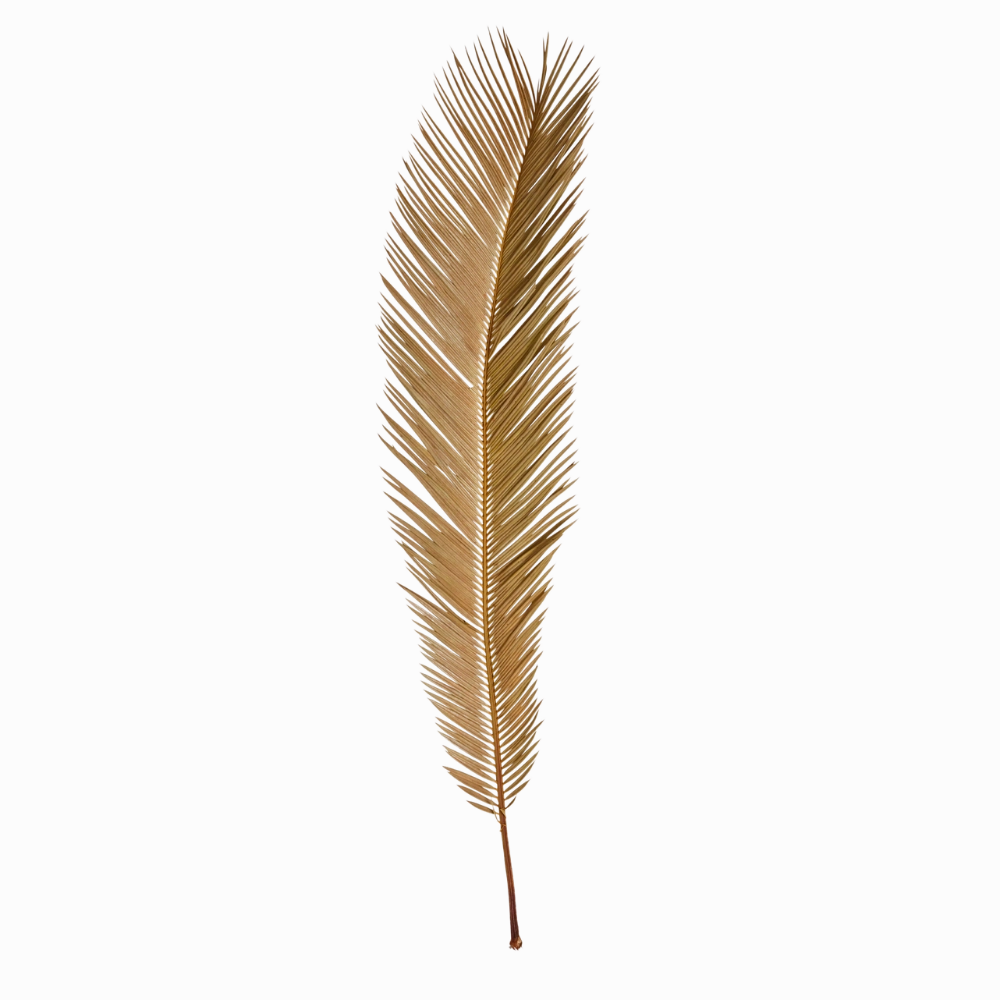 Dried Natural Cut Palm Leaf minimalist art object  