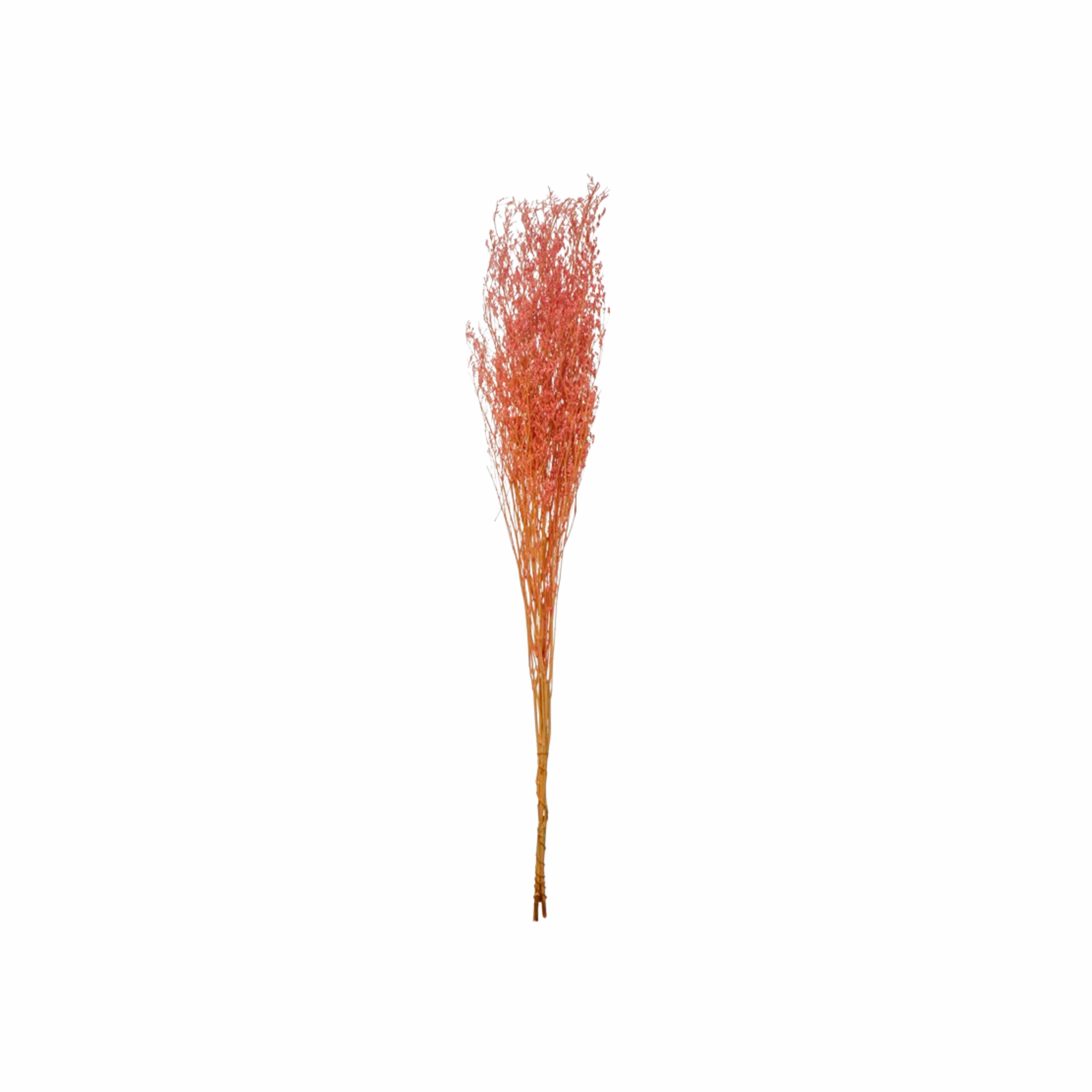 Dried Natural Love Grass Bunch minimalist art object  