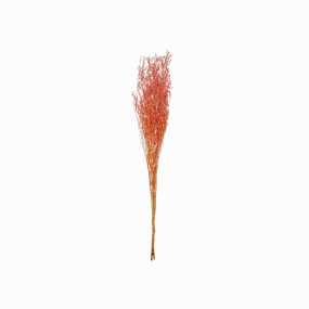 Dried Natural Love Grass Bunch minimalist art object  