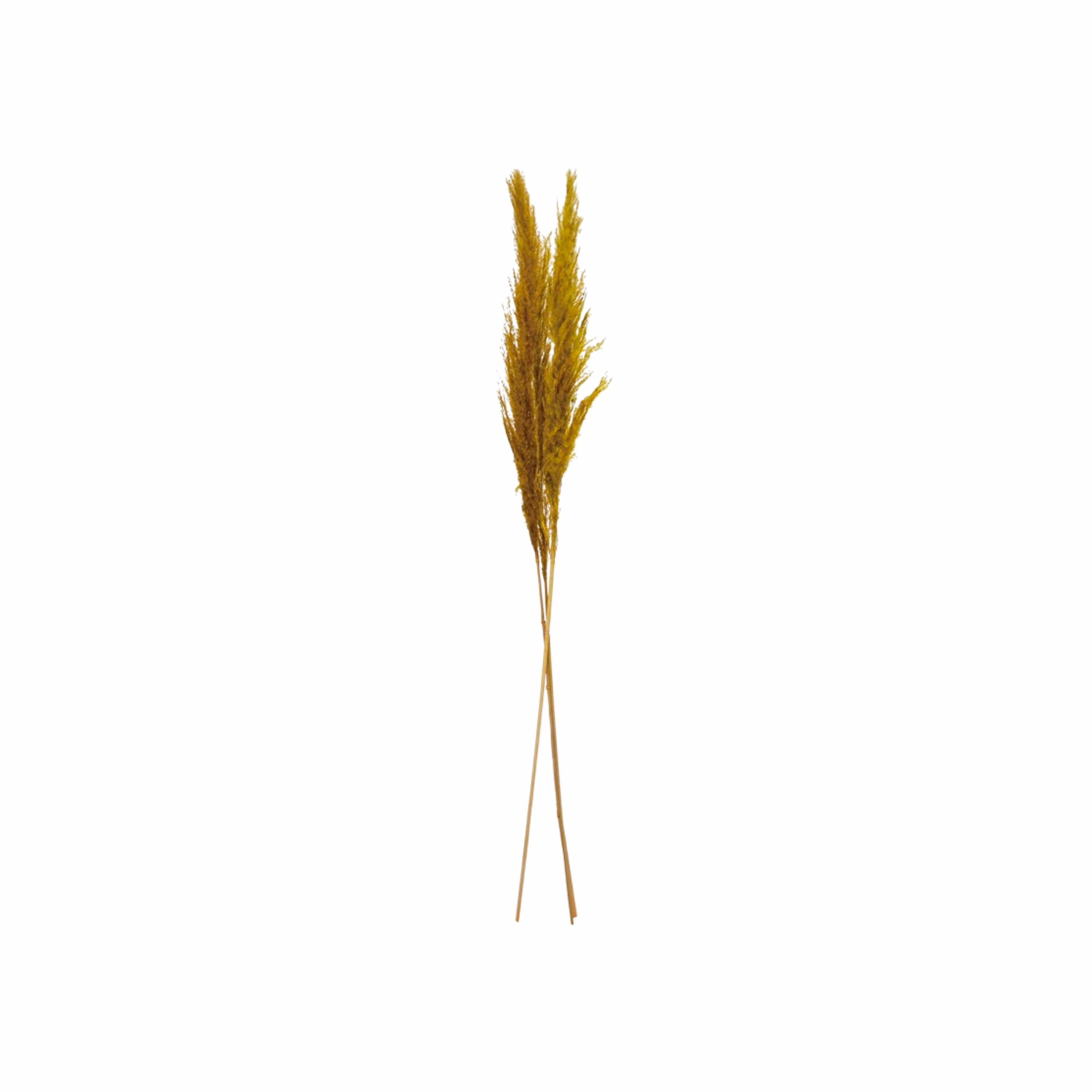 Dried Natural Pampas Grass Bunch minimalist art object  