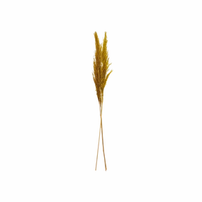 Dried Natural Pampas Grass Bunch minimalist art object  
