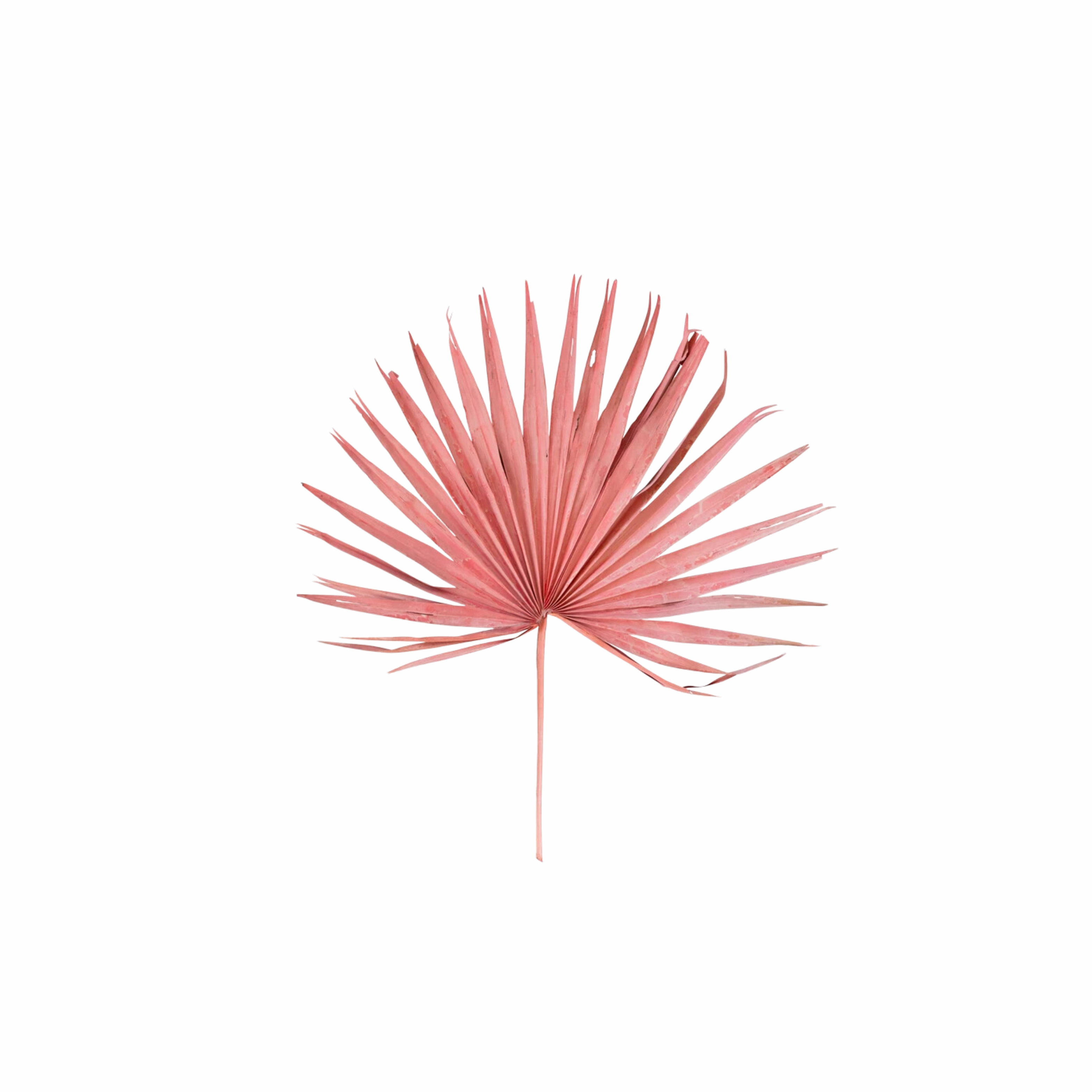 Dried Palm Leaf Bunch Pink Finish minimalist art object  