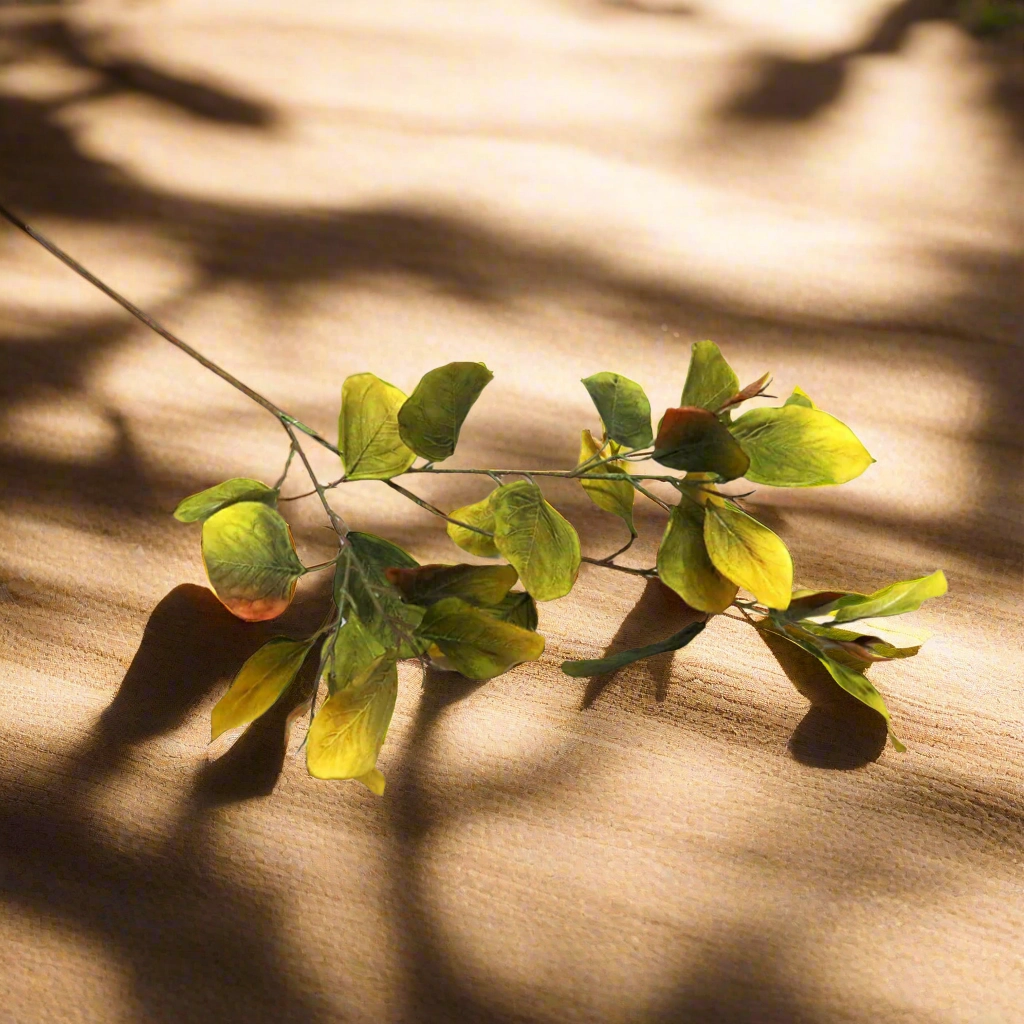 Eucalyptus Chartreuse
