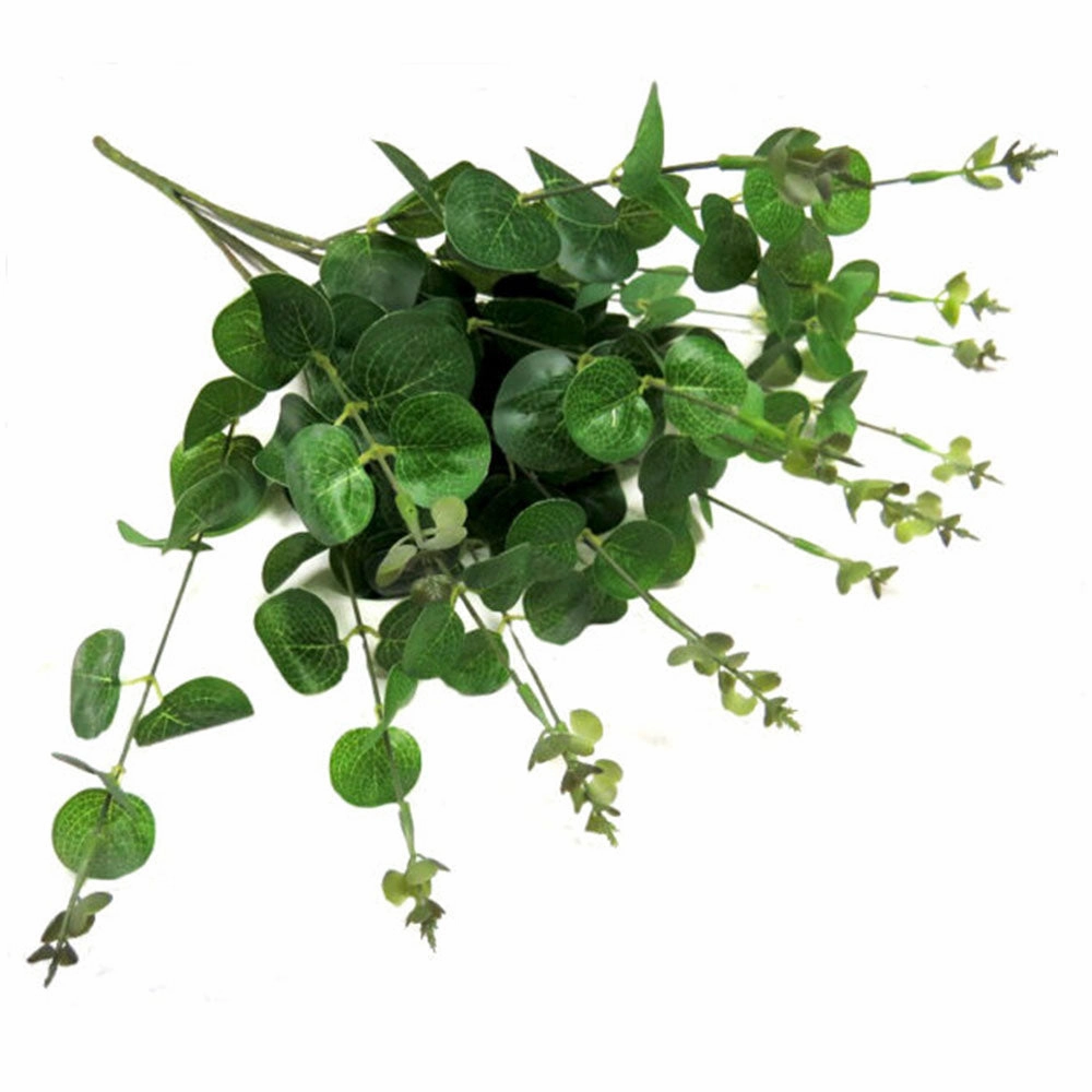 Eucalyptus Magnifica