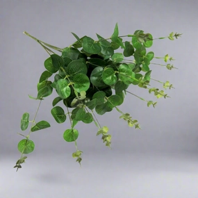 Eucalyptus Magnifica decorative home ornament