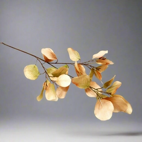 Eucalyptus Natalia decorative home ornament
