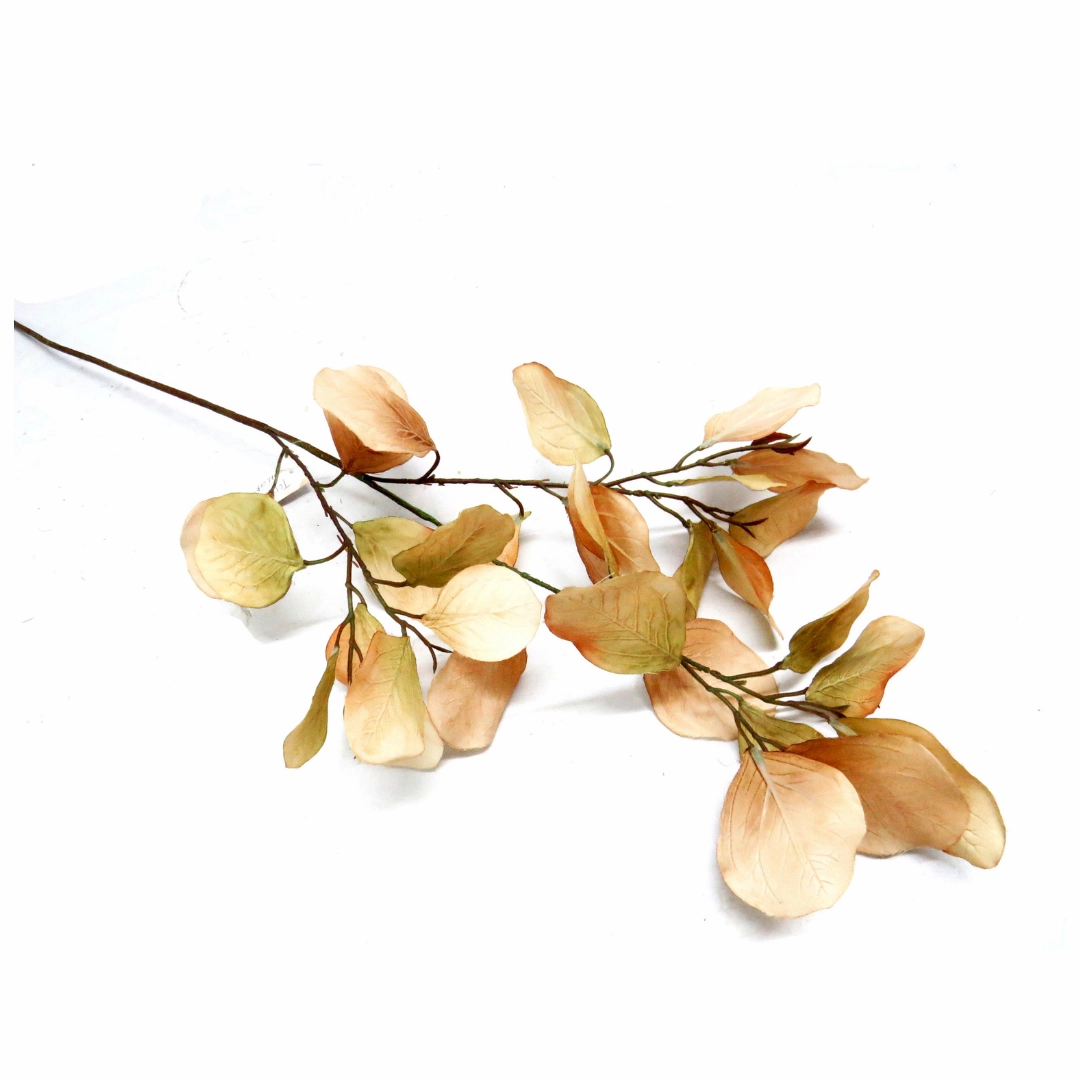 Eucalyptus Natalia