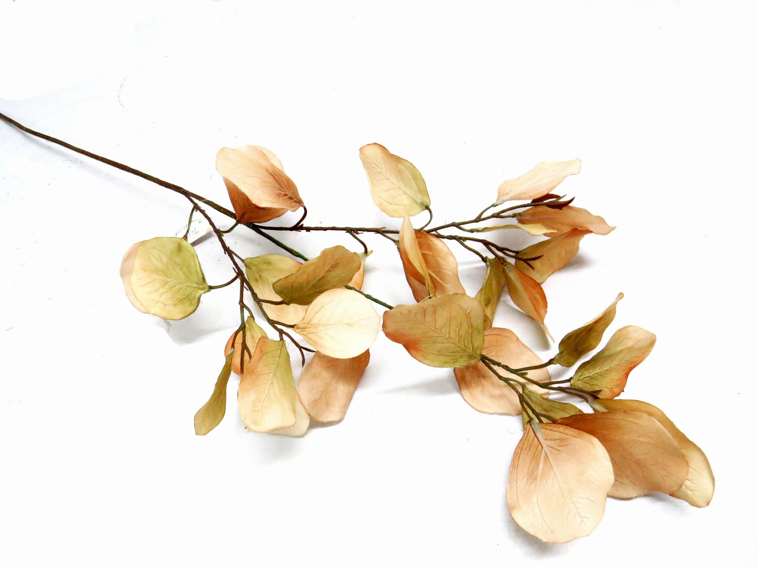 Eucalyptus Natalia