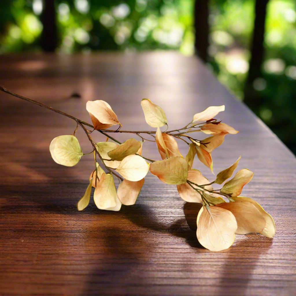 Eucalyptus Natalia