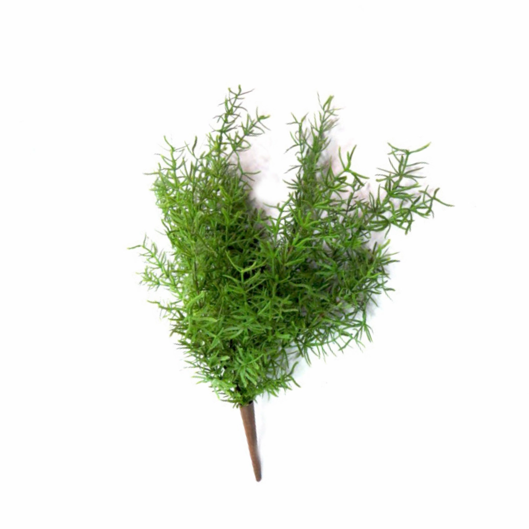 Exaltata Asparagi