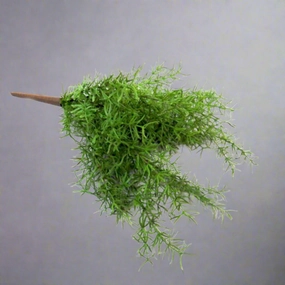 Exaltata Asparagi decorative home ornament