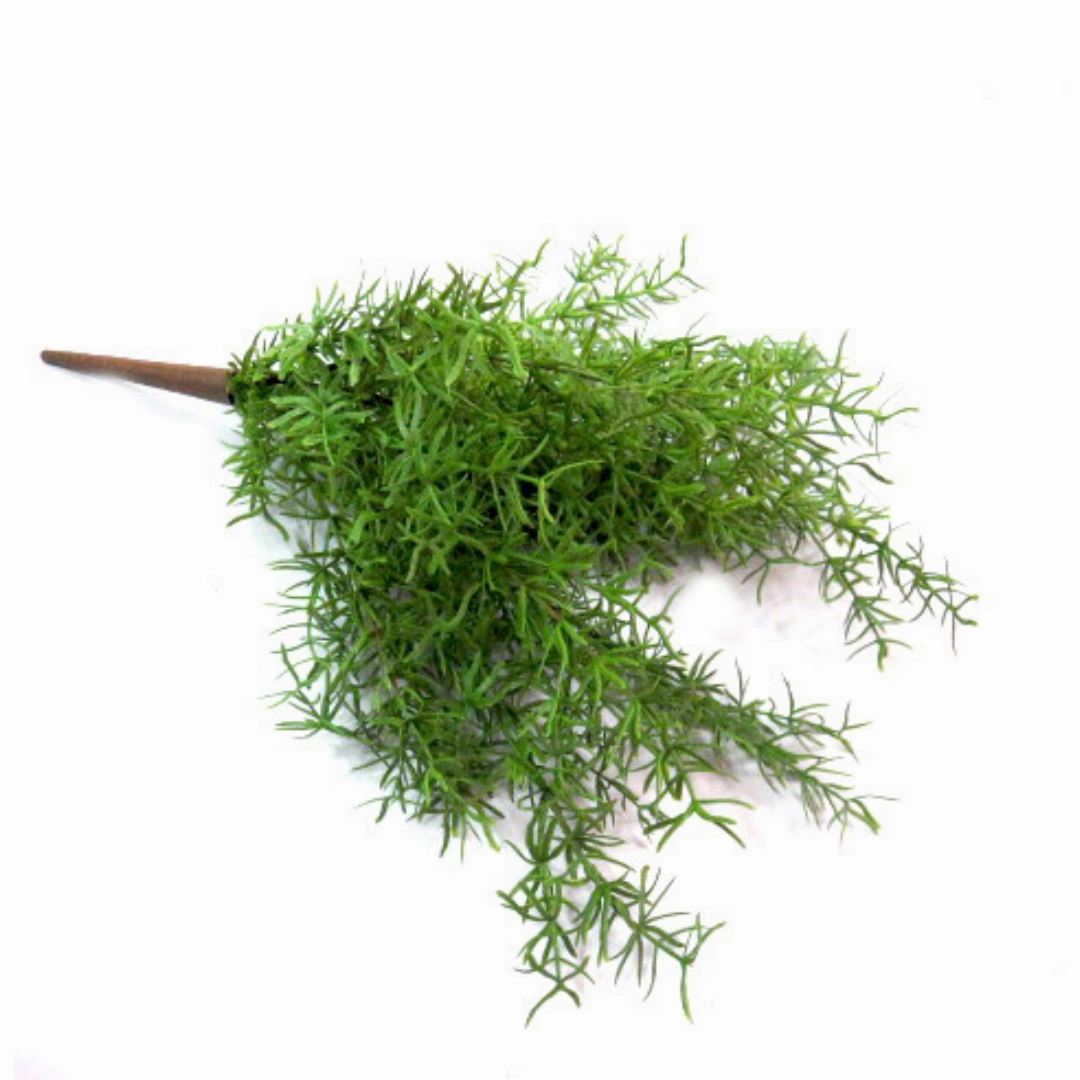 Exaltata Asparagi