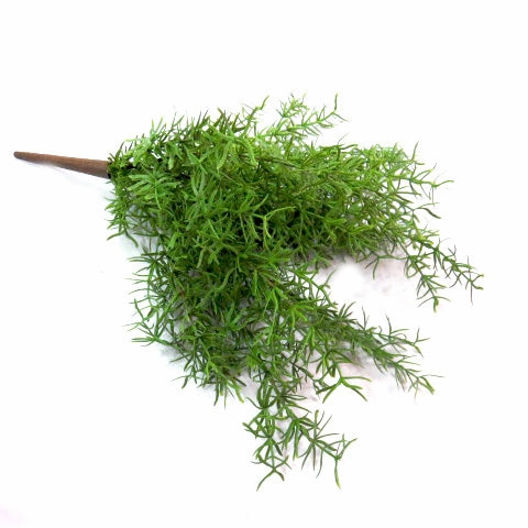 Exaltata Asparagi