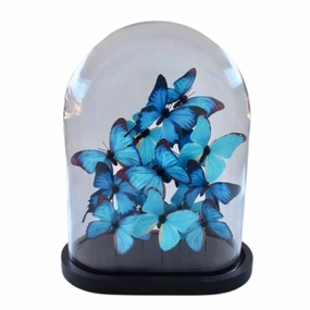 EXTRA LARGE GLASS DOME BLUE BUTTERFLIES 41X32X19CM decorative home ornament