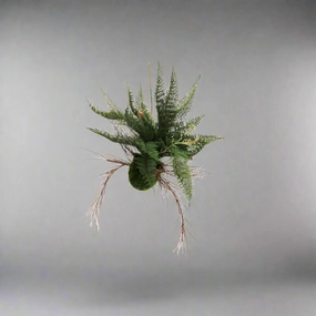Fern ball Majesty decorative home ornament