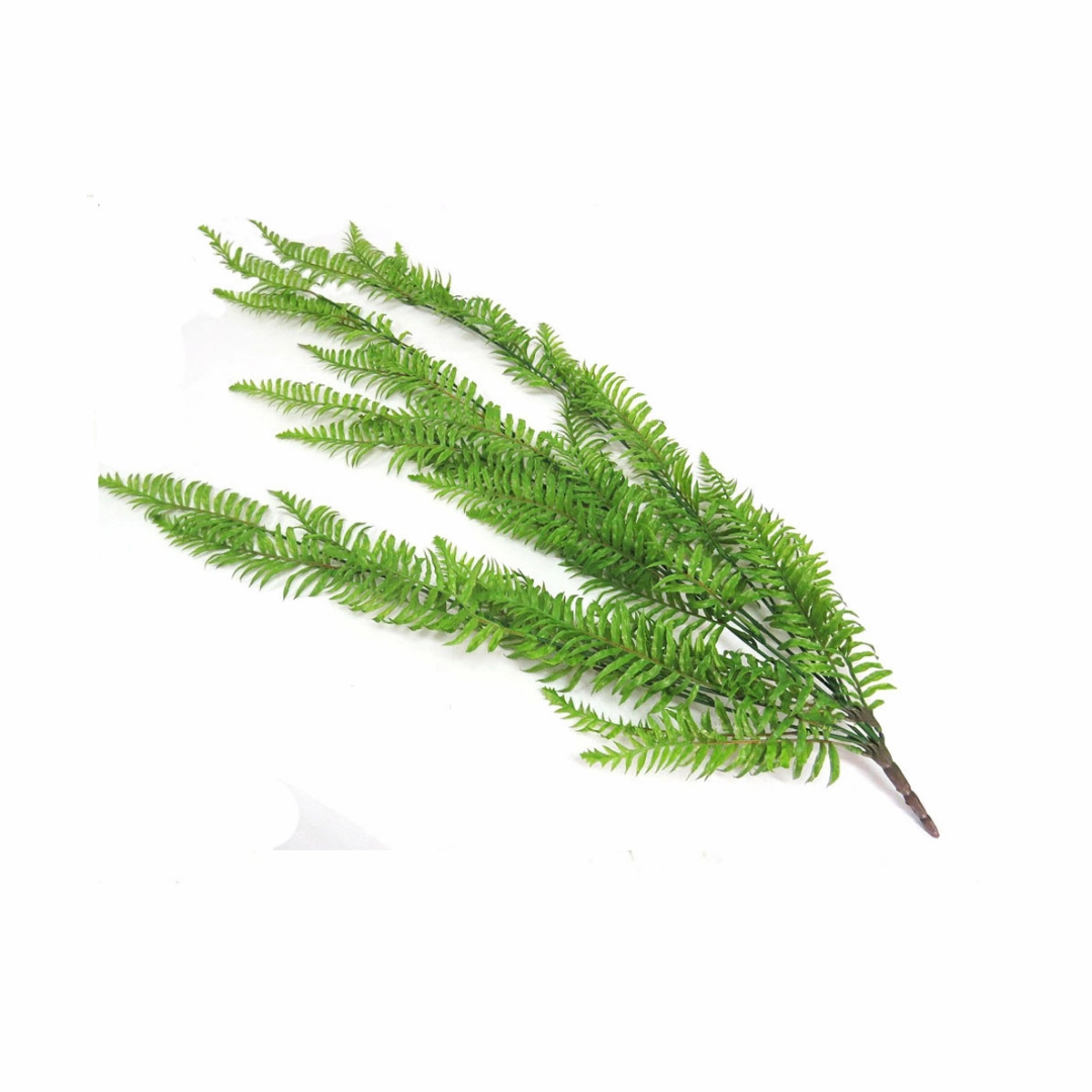 Fern Cedarberg