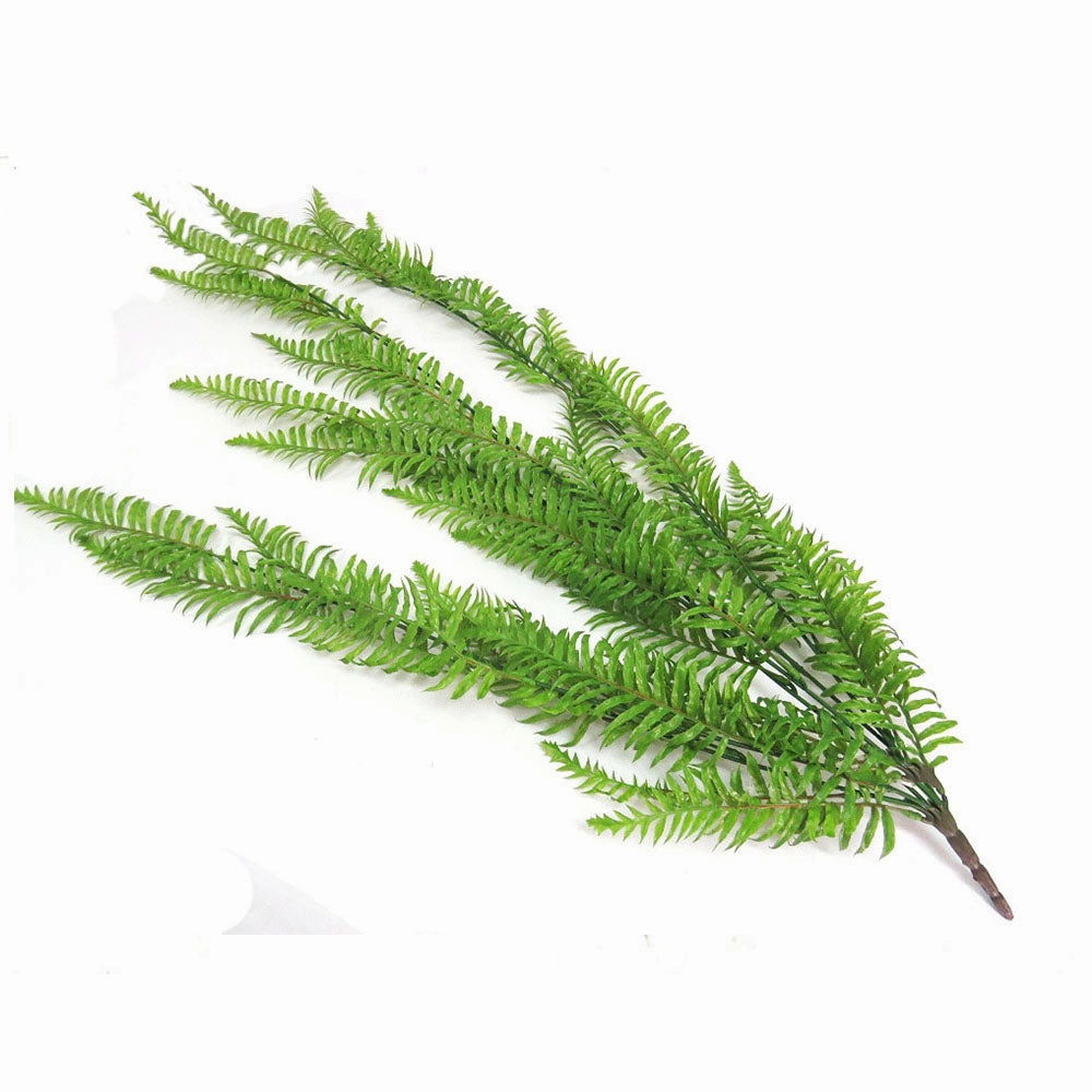 Fern Cedarberg